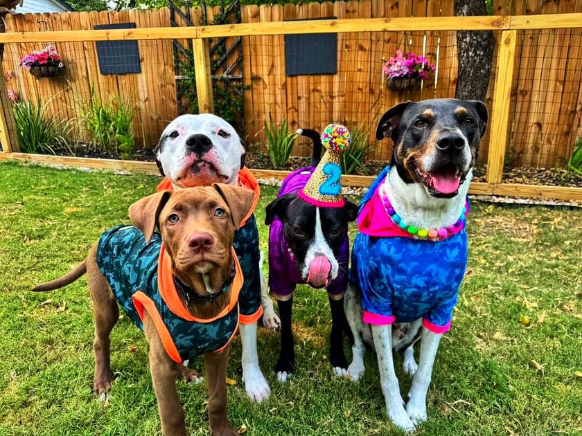 October is Pitbull Awareness Month: Why It Matters to Us at Buff Cake ...