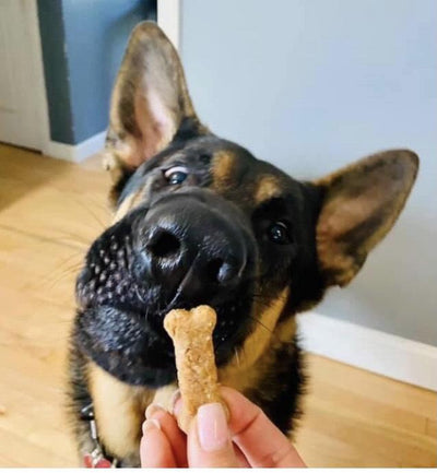 Why Feed Your Dog Natural Dog Treats?