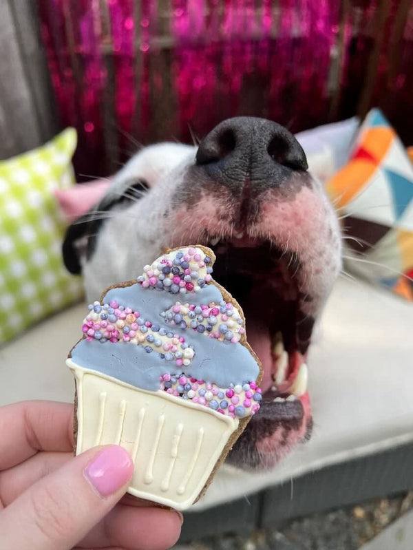 Birthday/Gotcha Day Bundle Dog Treat Buff Cake Barkery 