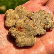 Pawfect Apple Cinnamon Dog Treat Buff Cake Barkery 
