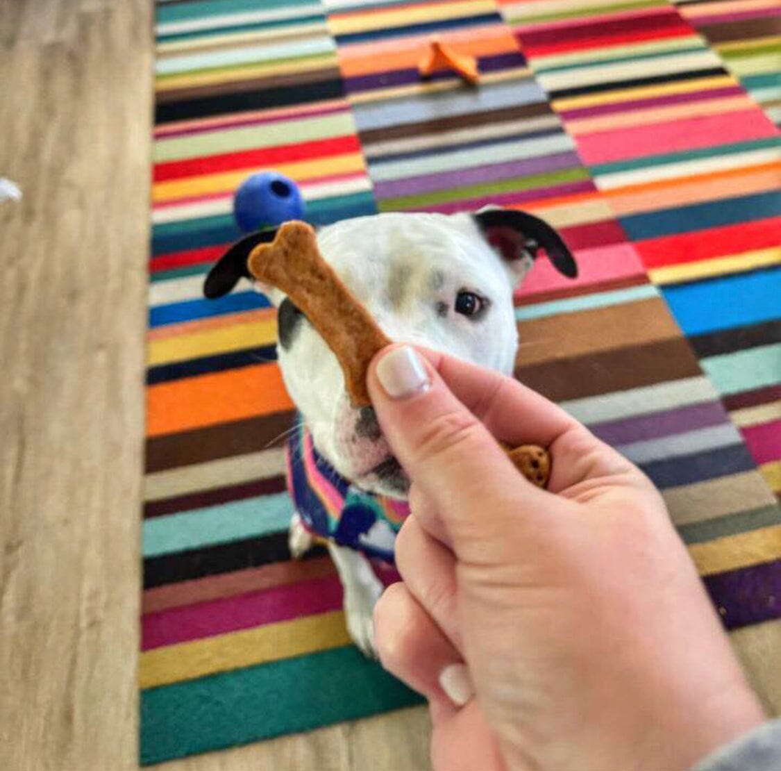 Buff Cake Barkery – All-Natural Dog Treats for Happy, Healthy Pups