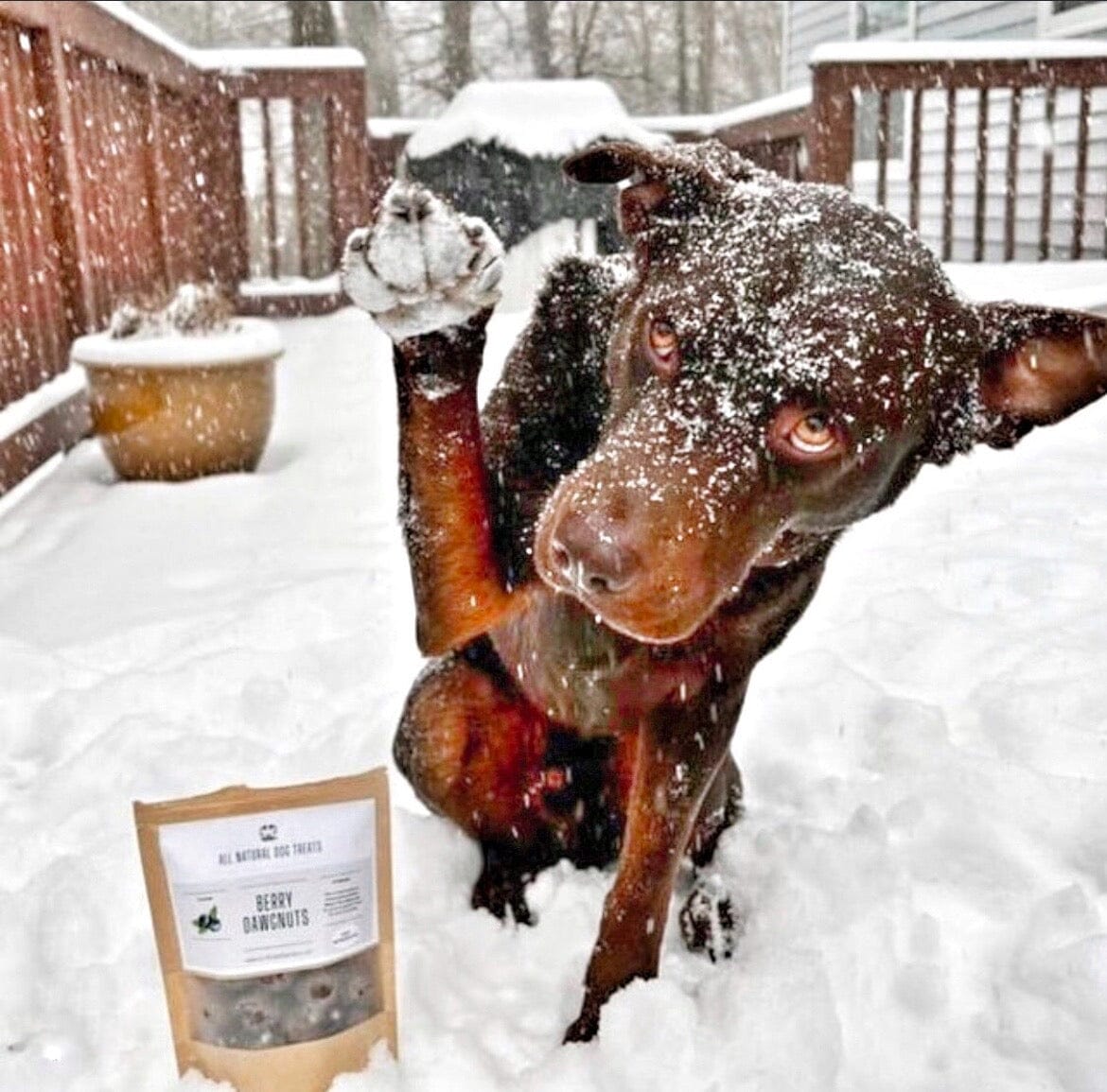 Buff Cake Barkery – All-Natural Dog Treats for Happy, Healthy Pups