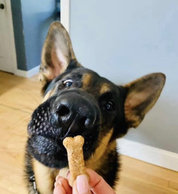 Buff Nutter Bones Dog Treat Buff Cake Barkery 