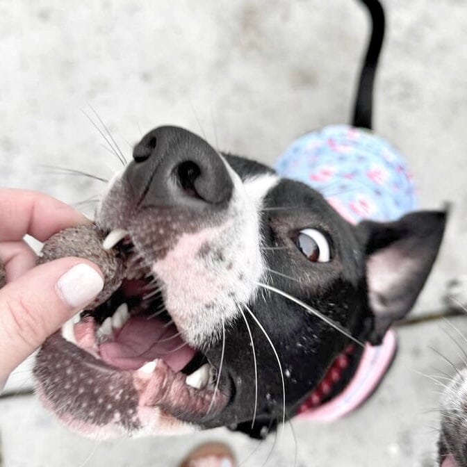 Buff Cake Barkery – All-Natural Dog Treats for Happy, Healthy Pups