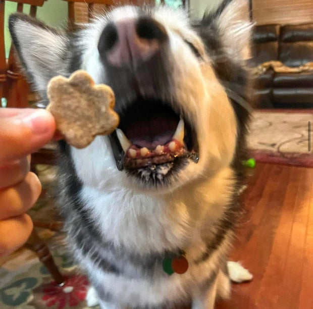 Pawfect Apple Cinnamon Dog Treat Buff Cake Barkery 