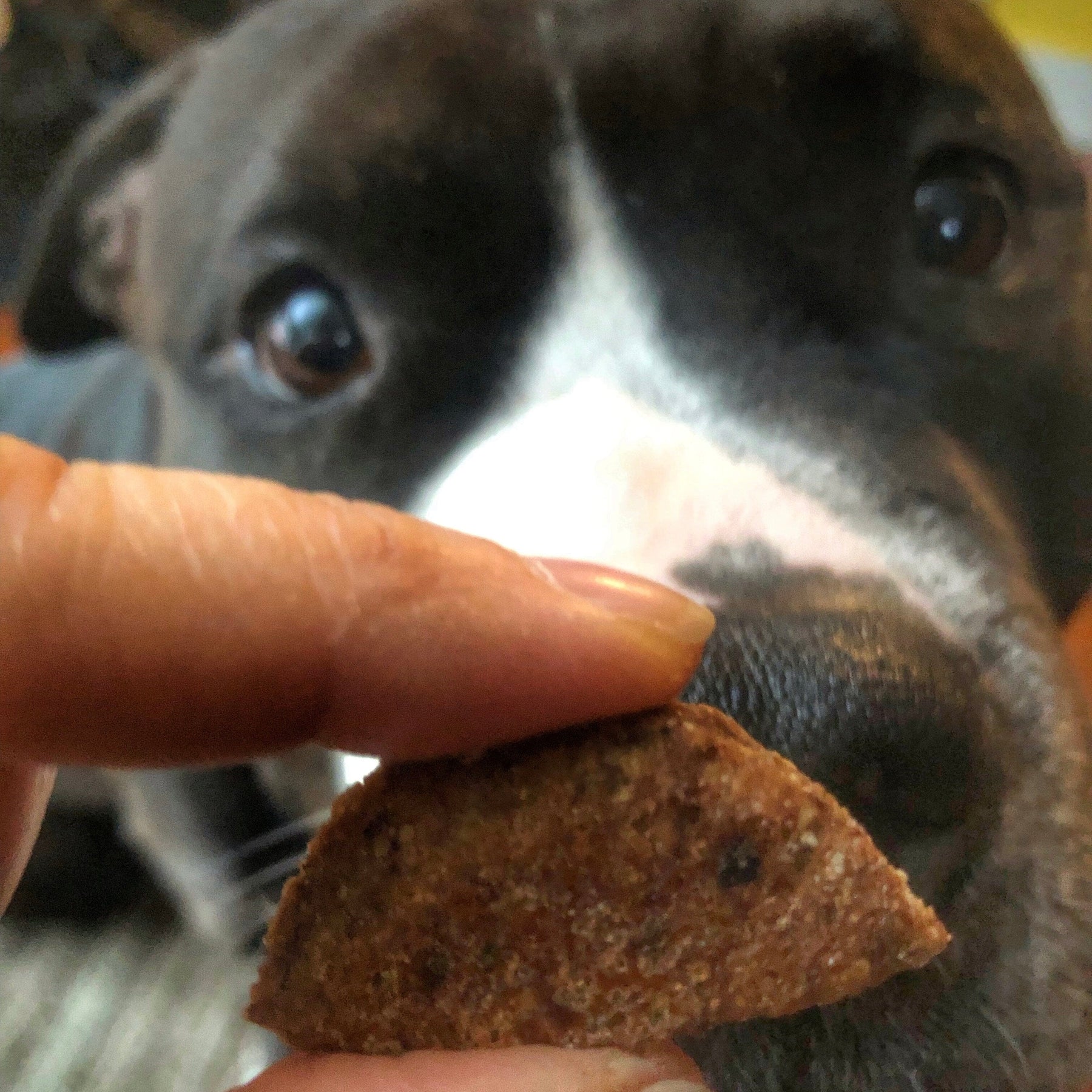 Products – Buff Cake Barkery